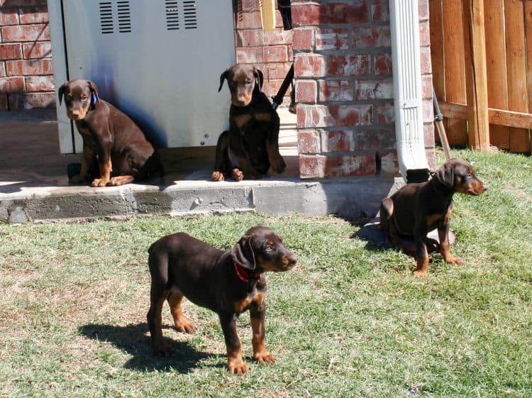 dobe pups