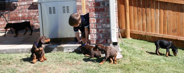 dobie pups