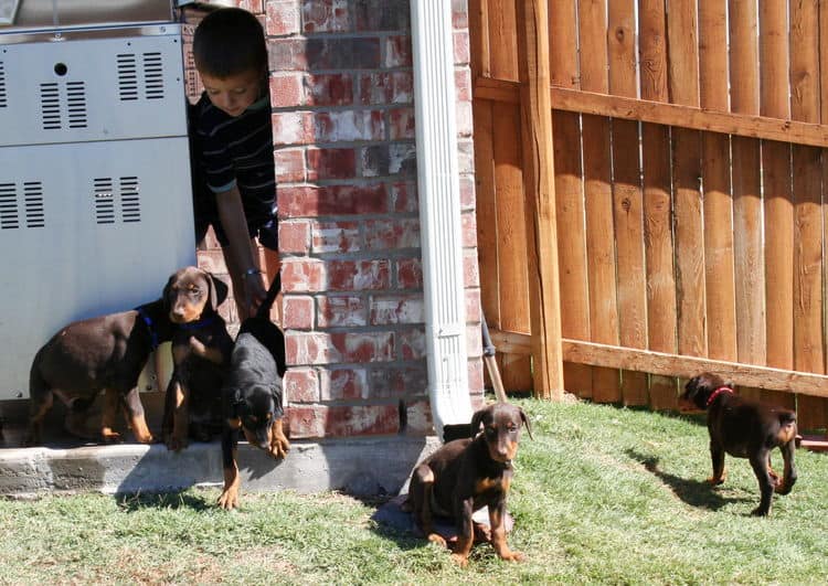 dobie pups