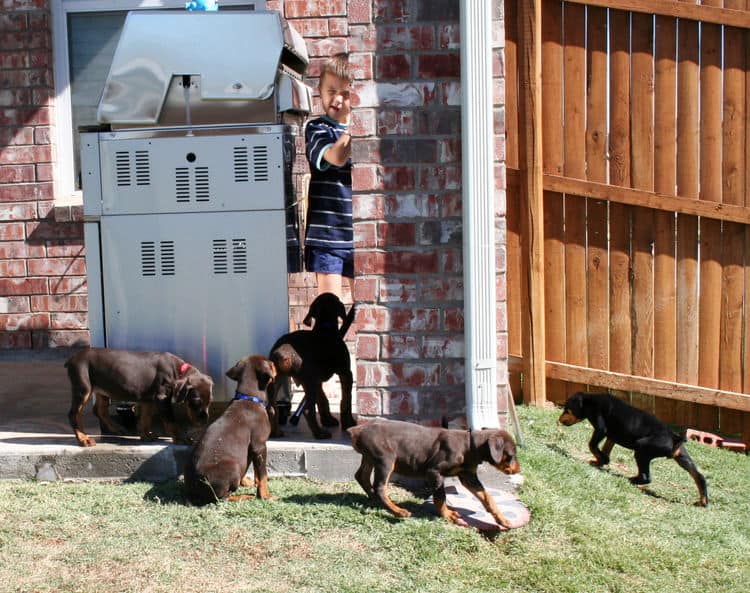 dobie pups