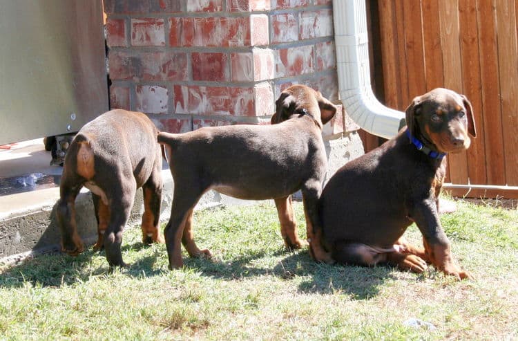 dobie pups