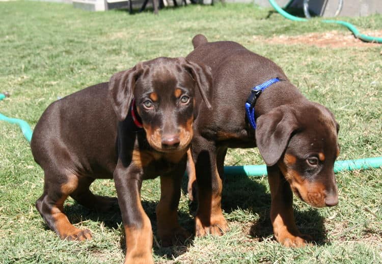 dobe pups