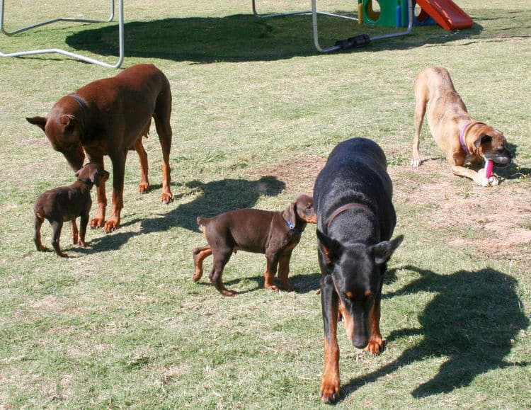 dobe pups