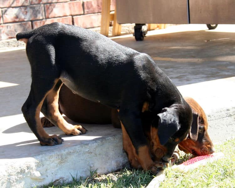 dobe pups