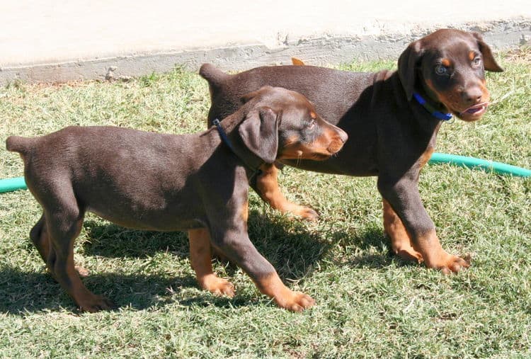 dobe pups