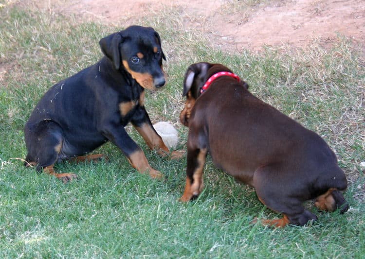 dobie pups