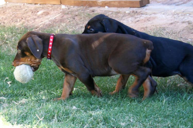 dobe pups
