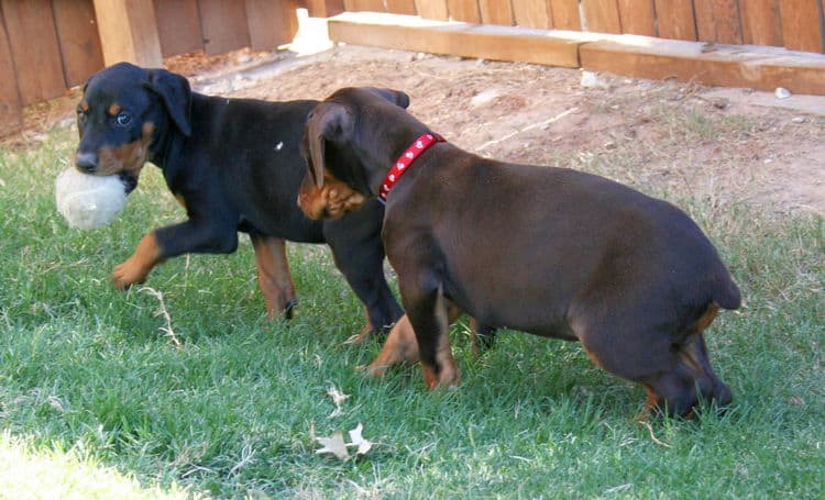 dobe pups
