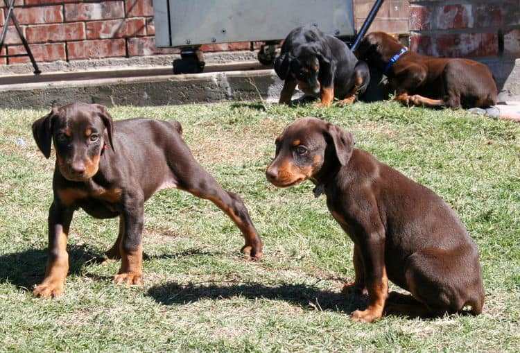 dobe pups