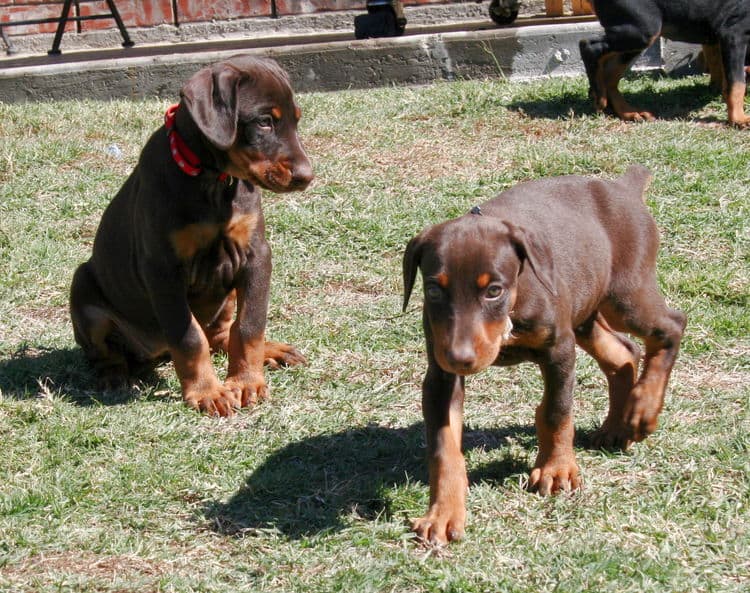 dobe pups