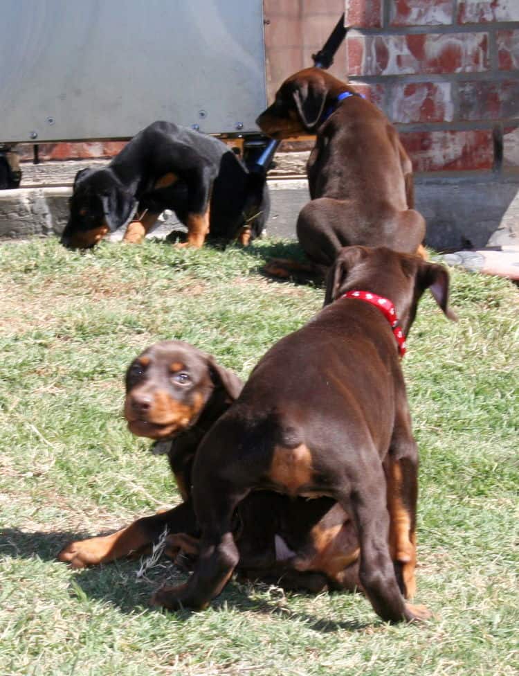 dobe pups
