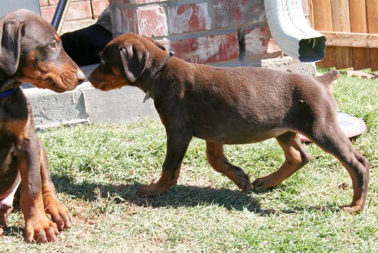 dobe pups