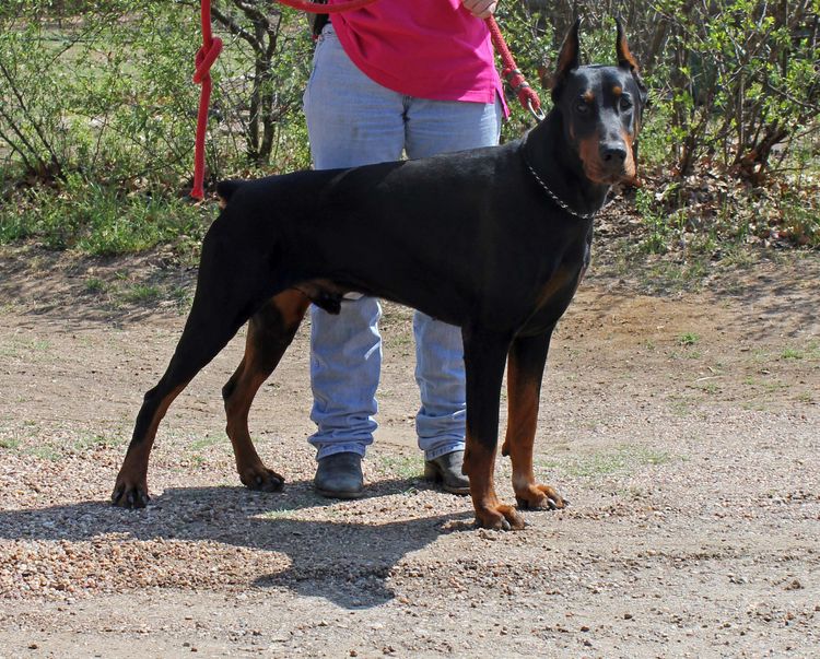 European champion - 4 x CAC, 3x Best of Breed winner, open class winner in 2007 & 2008 on Romanian Dobermann Club show