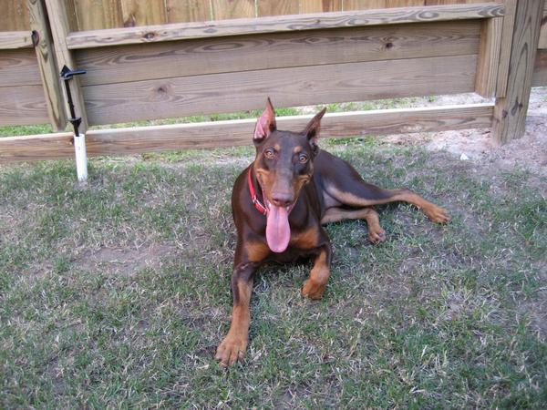 Rouge - owner's Doberman