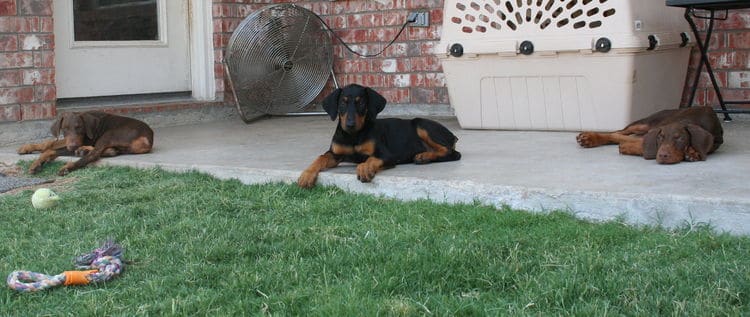 doberman puppies