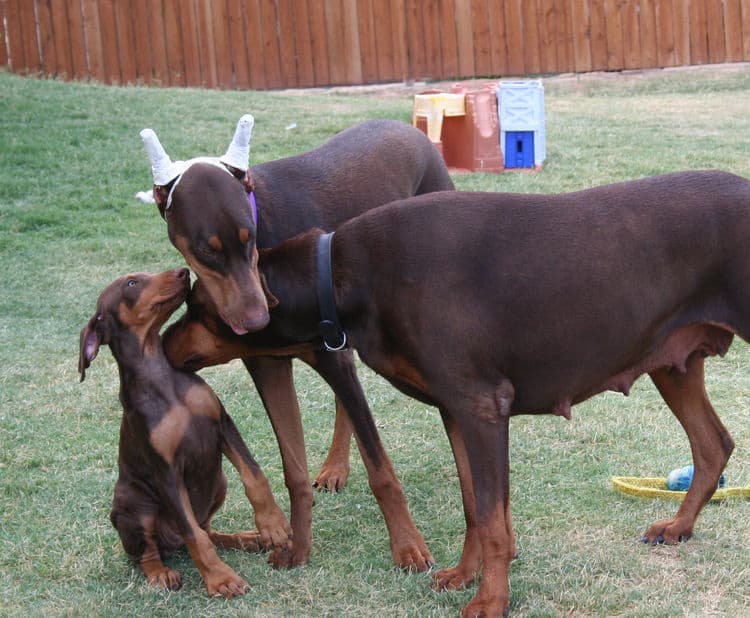 doberman puppies