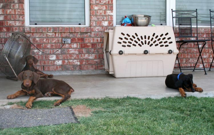 doberman puppies