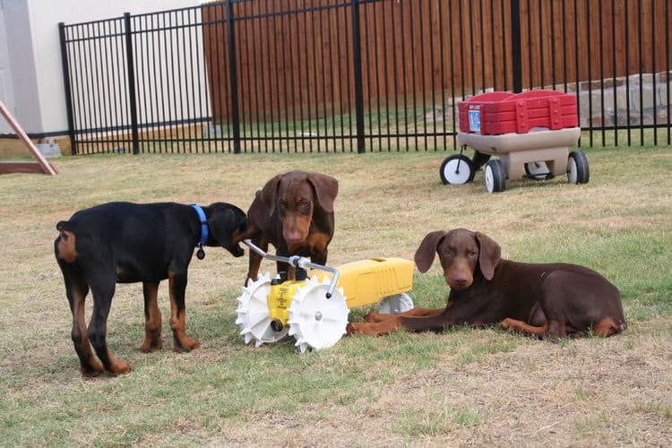 doberman puppies