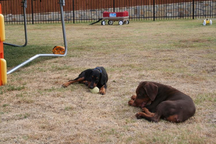 doberman puppies