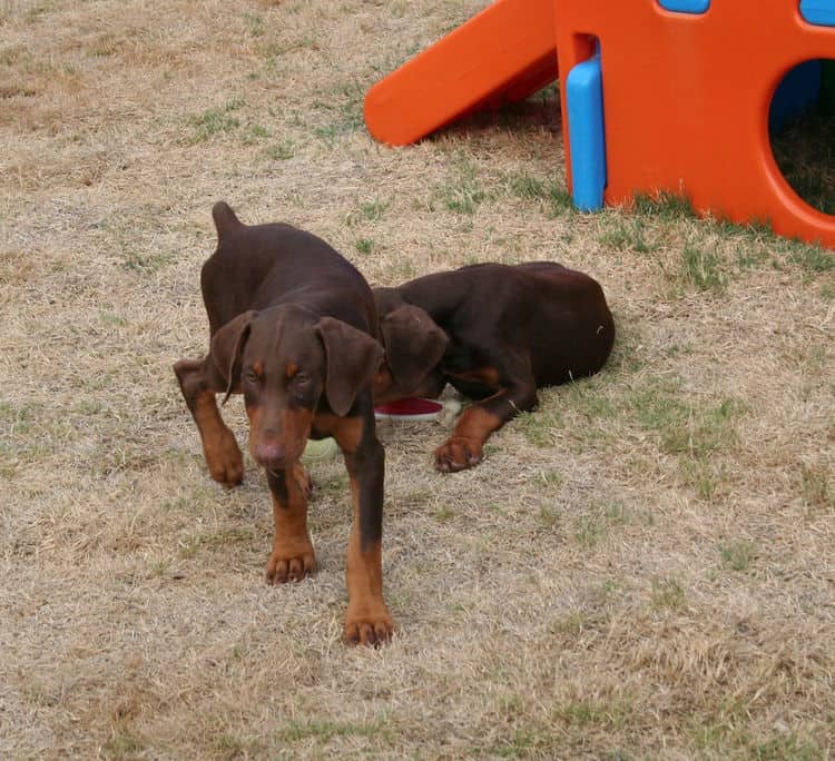 doberman puppies