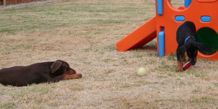 doberman puppies