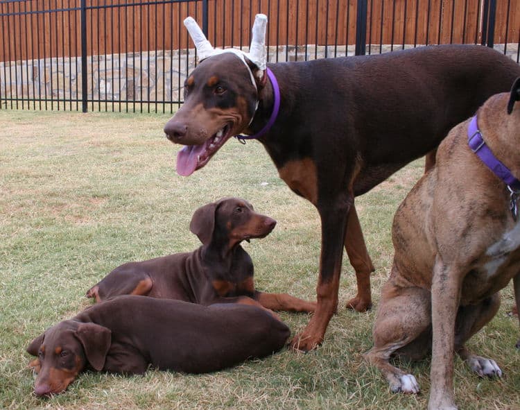 doberman puppies