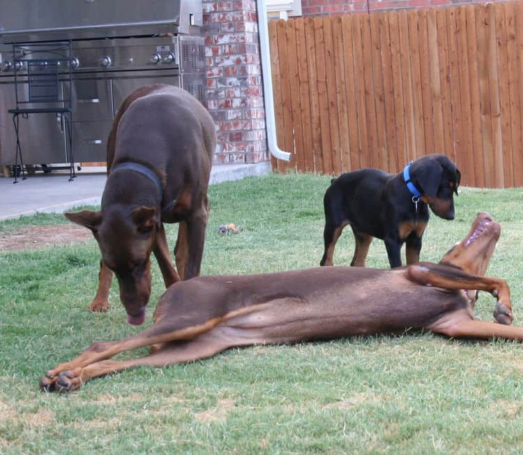 doberman puppies