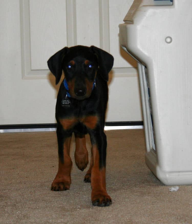 doberman puppy