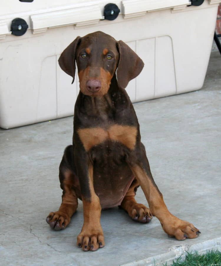 doberman puppy