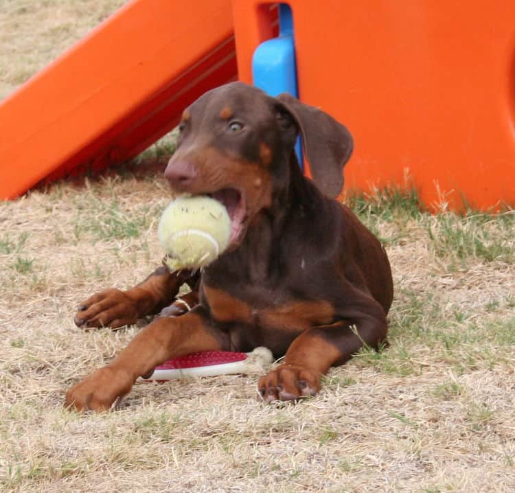 doberman puppy