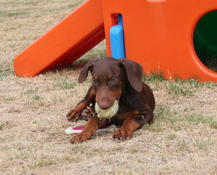 doberman puppy