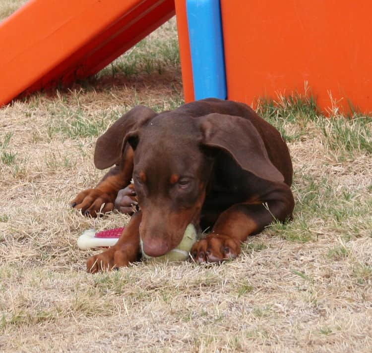 doberman puppy