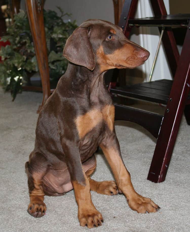 doberman puppy