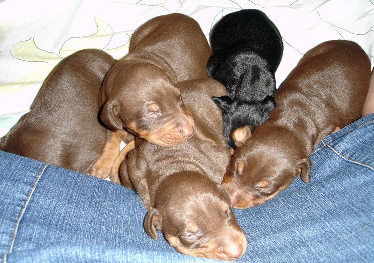 Dobie pups