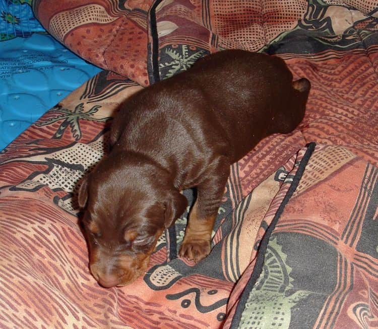 Dobie pups