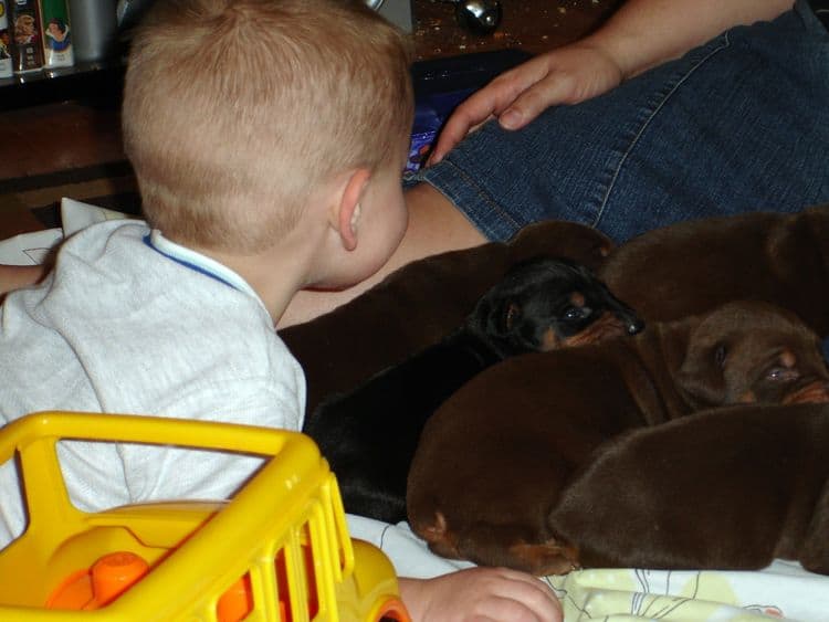 Dobe puppies