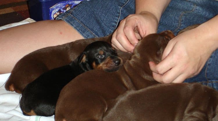 Dobe puppies