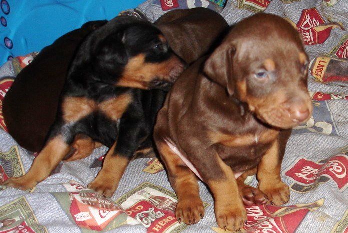 dobe puppies