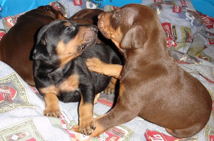 dobe puppies