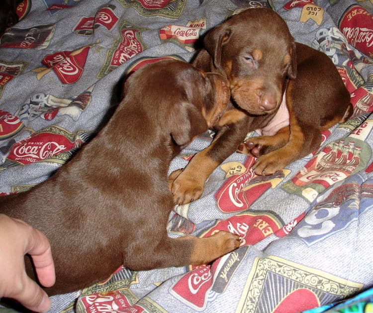 dobe puppies