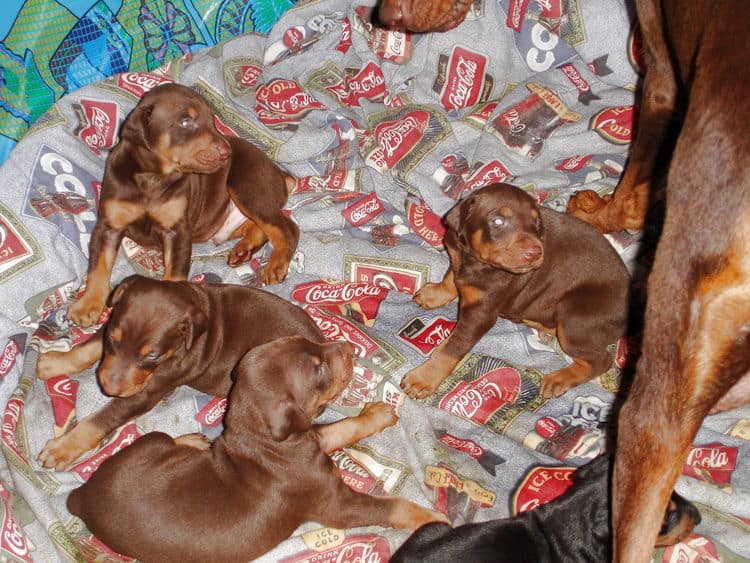 dobe puppies