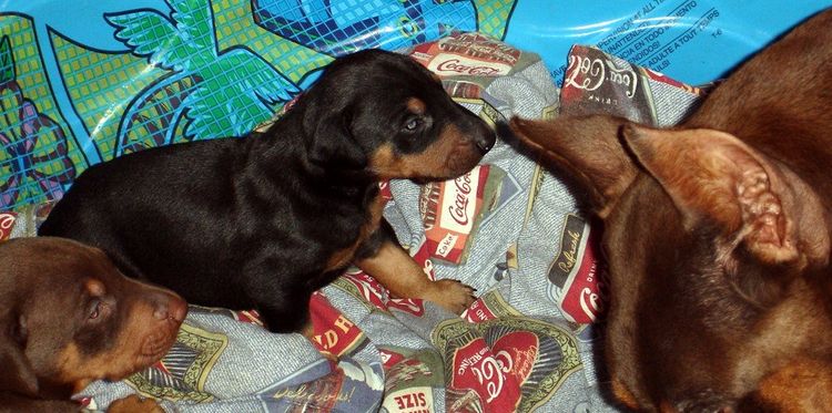 dobe puppies