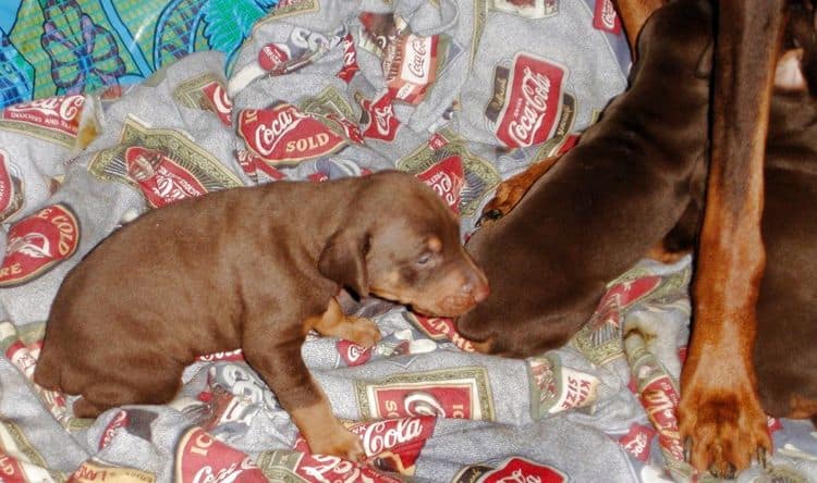 dobe puppies