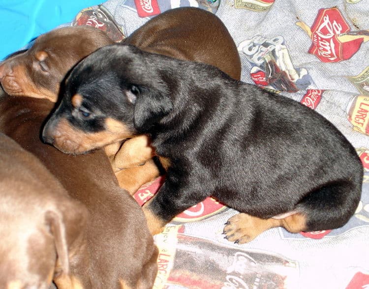 dobe puppies