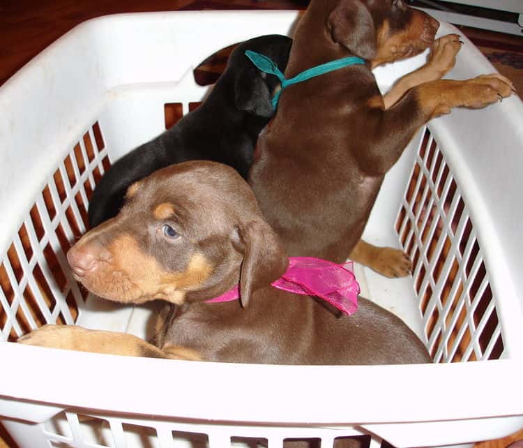 Doberman puppies