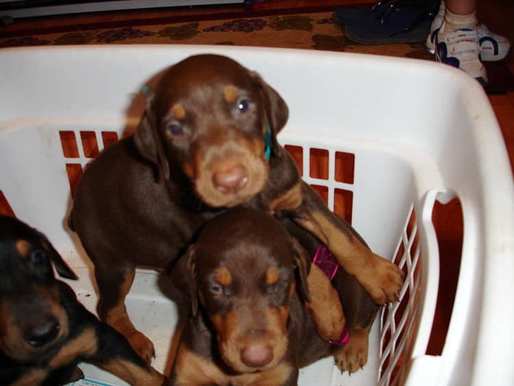 Dobe pups