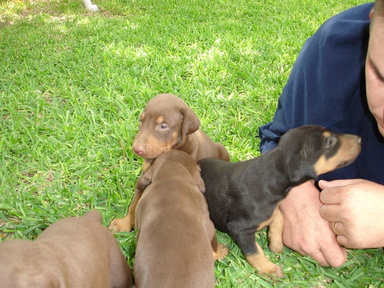 Dobe pups