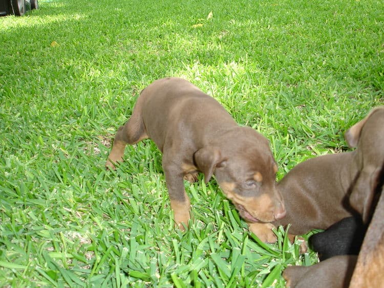 Dobermans