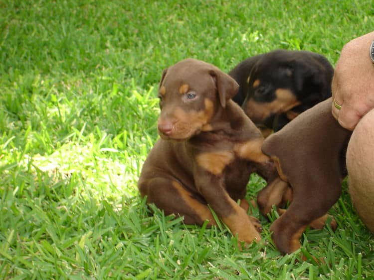 Dobie puppies