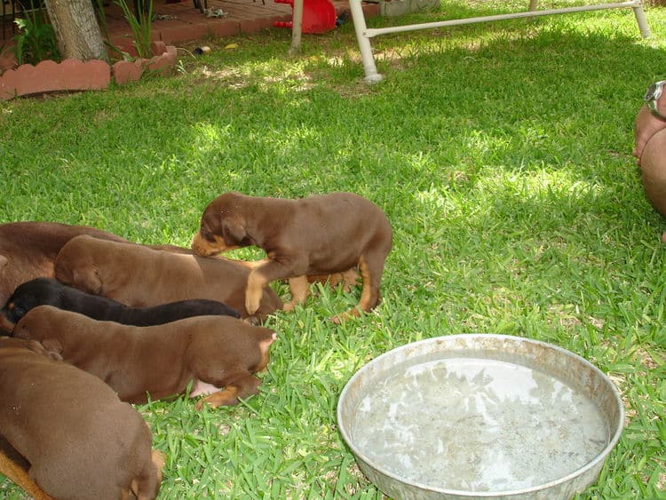 Doberman puppy